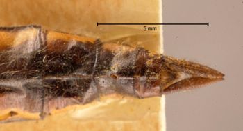 Media type: image; Entomology 26473   Aspect: genetalia
